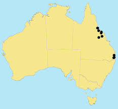 Image result for Eriochloa meyeriana