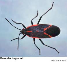 Check spelling or type a new query. Boxelder Bugs In The Landscape Nc State Extension Publications