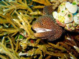 To moray something is to mess something up, make a terrible decision, shoot yourself in the foot, cause yourself a large amount of undue stress/drama, or something of that nature. Moray Eel Wikipedia