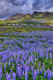 Pin By Diane Aldrich On Greenland And Iceland Beautiful Places Iceland Travel Landscape