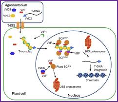 Image result for Rhizobium radiobacter, syn. Agrobacterium tumefaciens