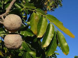 Image result for Khaya