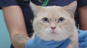 Unfortunately, blackheads and acne are not just for teenagers—they can turn up on your cat's chin, too, as they have on chiggy and caymus (see videos on this post to see what i mean). Tips For Preventing Cat Acne Wics