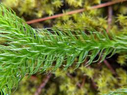 Image result for Lycopodium