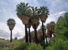 Planted in 2004 and covered with a tarp each winter, this palm keep growing and growing. Washingtonia Filifera Yaygin Ama Cok Guzel Bir Palmiye Agaci Bahcivanlik Acik
