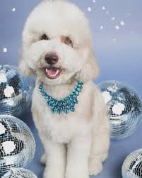 Woof Gang Bakery & Grooming Celebration