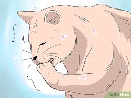 Liz i have a nine year old turkish van mix who began losing the fur on her belly and the inner thighs of her hind legs about six months ago. 5 Ways To Deal With Hair Loss In Cats Wikihow