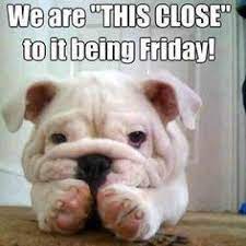 Happy friday eve dog meme. Theanimalrescuesite On Twitter Happy Friday Eve Happy Thursday Bulldog Quotes