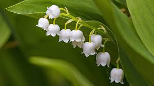 Einfach das entsprechende feld auswählen und unter dem rätsel die schaltfläche buchstabe. Fruhlingsblumen Ratsel Welche Blume Bluht Denn Hier Radiomikro Horen Br Kinder Eure Startseite