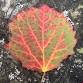 Terrific Trees - Aigas Field Centre — Dan Puplett event image