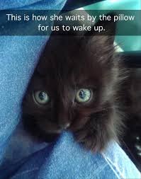 There are 553 bombay cat for sale on etsy, and they cost $13.97 on average. 25 Funny Animal Pictures Funniest Cat Memes Cute Baby Animals Cute Funny Animals