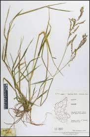 Image result for Eriochloa procera