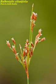 Image result for Bulbostylis sp.no.4