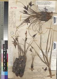 Image result for Xerophyta zambiana