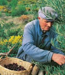 Moulin Cooperatif De Mouries Histoire Nos Huiles D Olive De Provence