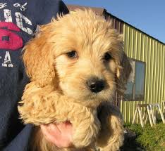 Lancaster puppies has the perfect goldendoodle for you from reputable breeders in pa and ohio. Puppies For Sale Goldendoodles In Frank Town Colorado Goldendoodle Puppies For Sale Puppies