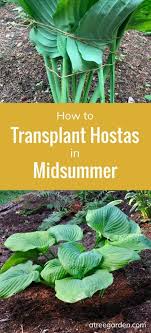 Hostas are fairly tough plants, though, and can be divided at any time during the growing season if you carefully replant, water, and mulch the divided clumps. How To Transplant Hostas In Midsummer A Tree Garden Transplant Hostas Hostas How To Transplant Hostas
