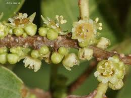 Image result for Bridelia