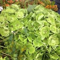 Our mission is to create a sustainable living for our pacific northwest member farms by promoting their vibrant and diverse products to the floral industry. Northwest Wholesale Florist Georgetown 0 Tips