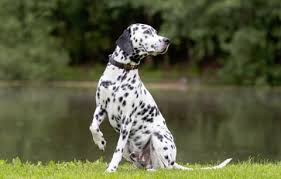 Getting a diagnosis of bladder cancer can be a difficult time. Dogs And Skin Cancer What Pet Parents Need To Know Mooresville Vet Lake Norman Animal Hospital