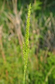 Image result for Sacciolepis rigens