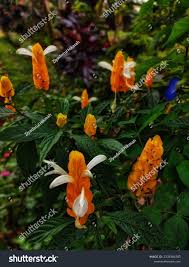 Image result for Pachystachys