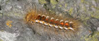 Vorsicht vor Schmetterlingsraupen mit Brennhaaren - waldwissen.net