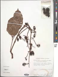 Image result for Sorindeia katangensis