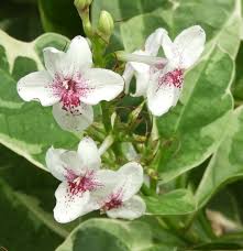 Image result for Pseuderanthemum
