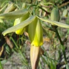 Image result for Albuca nigritana