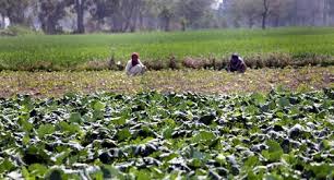 I Somehow Got Strong By Raising Skills Related To Farming Raw Hic Housing And Land Rights Network