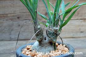 Image result for Trachyandra saltii