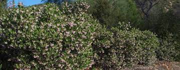 Use the cliffrose in a rock garden that is prone to drought. Drought Tolerant Hedges Wind Breaks And Screens With California Native Plants