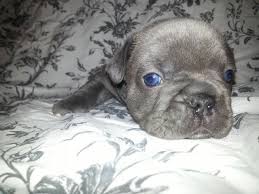 French bulldog san antonio, san antonio, texas. French Bulldog For Sale San Antonio Tx