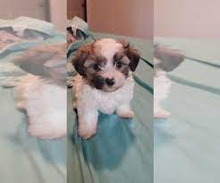 Morkie puppies for sale near jacksonville, florida, usa, page 1 (10 per page) puppyfinder.com is your source for finding an ideal morkie puppy for sale near jacksonville, florida, usa area. View Ad Morkie Puppy For Sale Near Florida Jacksonville Usa Adn 218582