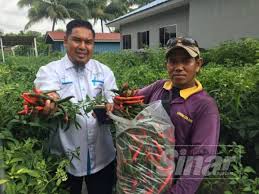Tanah yang terlalu lembap boleh mengundang penyakit dan menyebabkan akar cili mereput lalu pokok mati. Tanam Pokok Cili Dalam Kampus