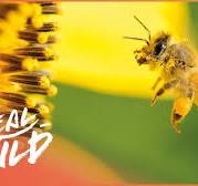 National Beekeeping 