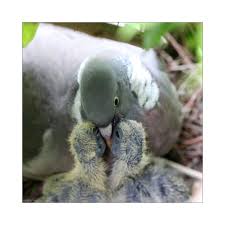 Baby Bird With Large Beak 2 Baby Pigeons Wood Pigeon Pet Pigeon Pigeon Breeds