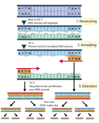 Polymerase Chain Reaction Pcr Teaching Biology Molecular Genetics Biology Lessons