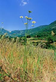 Image result for Oenanthe