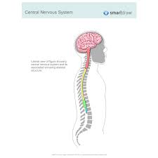The peripheral nervous system consists of sensory neurons, ganglia (clusters of neurons) and nerves that connect the central nervous system to arms. Central Nervous System