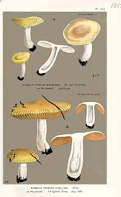 Image result for Russula flavida