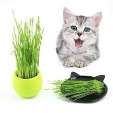 400pcs Organic Cat Grass Seeds Wheat Catnip Healthy Treat Plant For Pets Cat Grass Buy A Cat Cats
