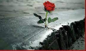 Concrete Rose Growing Roses Growing Flowers