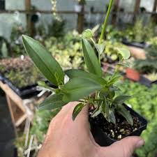 Image result for Commelina africana