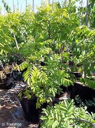 Image result for Millettia grandis