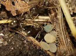 How to get rid of aphids during flowering. How To Get Rid Of Root Aphids Organic Pest Control Growing Organic