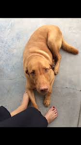 red dudley labrador named nixon very rare breed dudley labrador fox red labrador red labrador