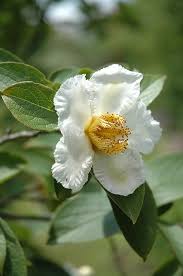 Find Japanese Stewartia Stewartia Pseudocamellia In Columbus Dublin Delaware Grov Low Maintenance Landscaping Front Yard Low Maintenance Tree Deciduous Trees