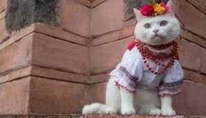 images?q=tbn:ANd9GcTpSXWiBKrs-pQm4iM9Jdv